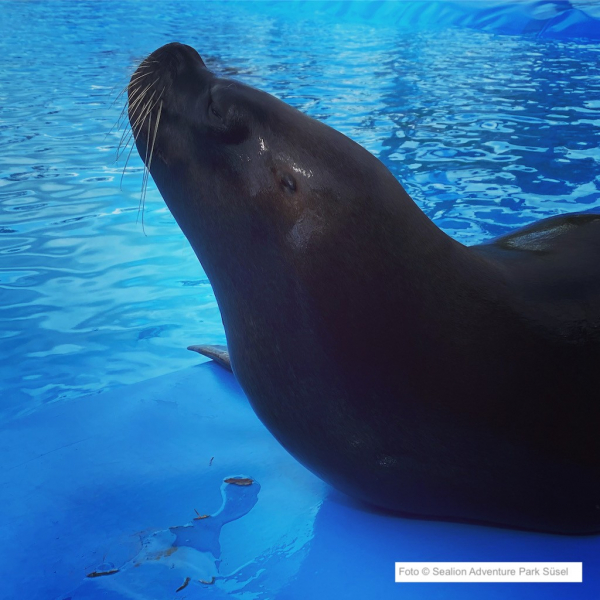 Sealion Adventure Park Süsel